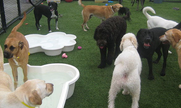 Dog Day Care Indianapolis IN