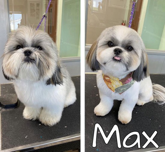 Dog Grooming | Hamilton County, IN | Pet Groomers | Pet Grooming